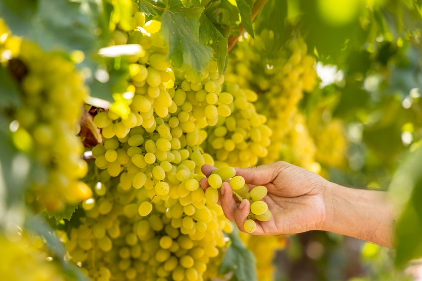 Beste Chardonnays und kulinarische Kombinationen Beste Chardonnays und kulinarische Kombinationen