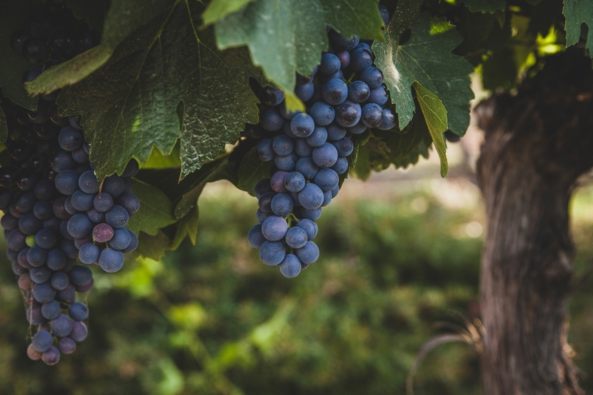 Shiraz-Weinproduktion in der Welt